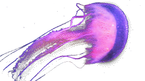 jellyfish